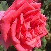 marycalvillo105